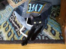 IMG_20181129_134331758